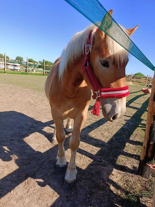 Sprzedam   ładną,  spokojna klacz Koń zimnokrwisty