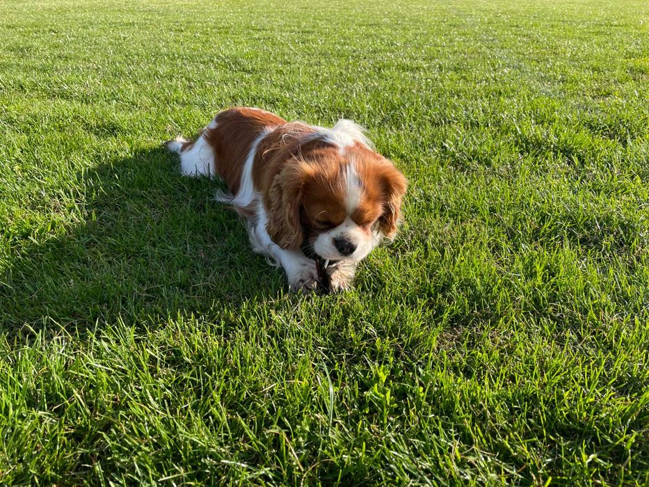 Вʼязка Кавалер Кінг Чарльз Спаніель