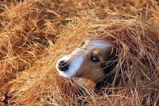 Сіно сено солома в тюках, в мешках с доставкой по нп.
