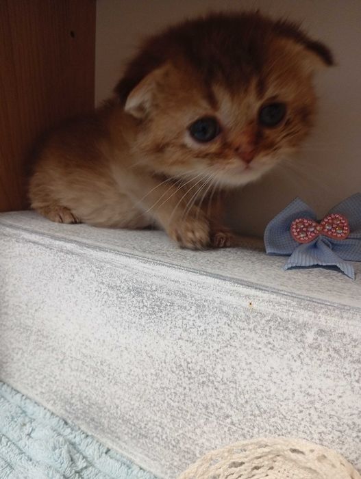 Скоттиш фолд девочка