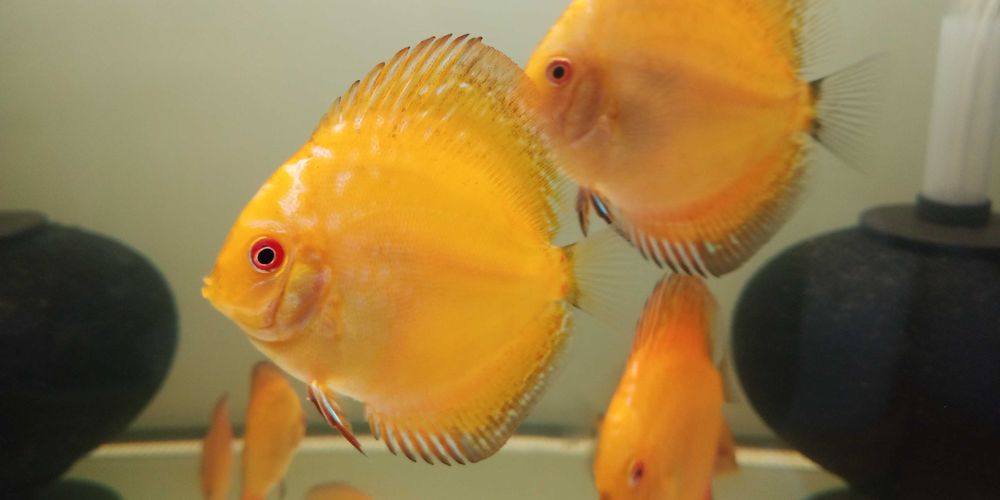 GB DYSKOWCE - PALETKI mix czerwone 7-8cm malboro, checkeboard, pigeon