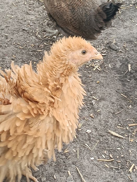 Sprzedam  kurczaki lokowane