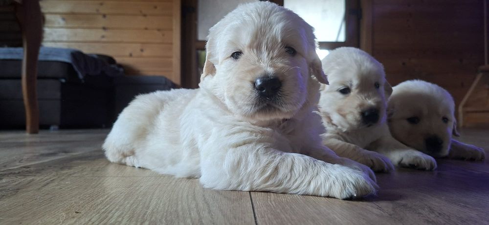 Golden Retriver ZKwP, FCI kremowy piesek
