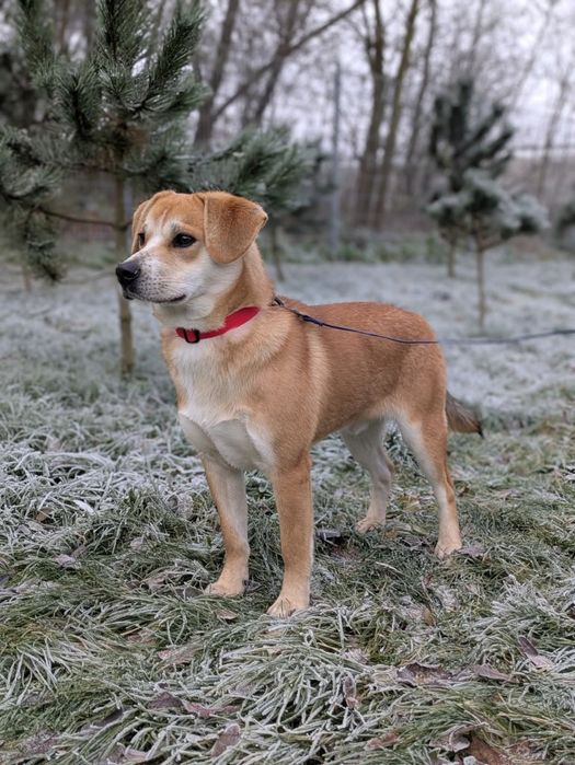 Kris, 10-miesięczny biszkopcik