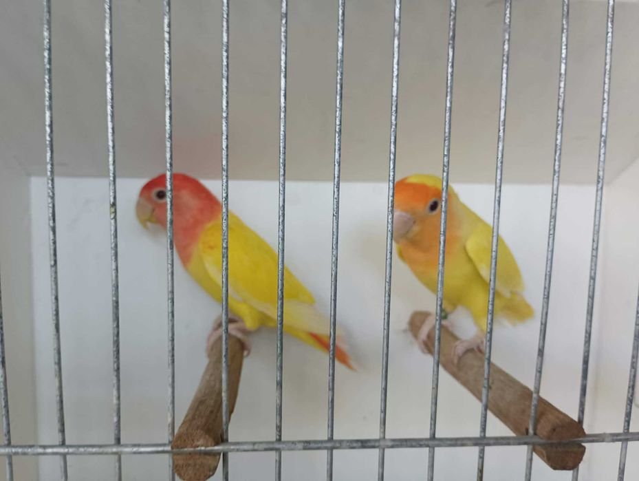 Casal de agapornis roseicollies