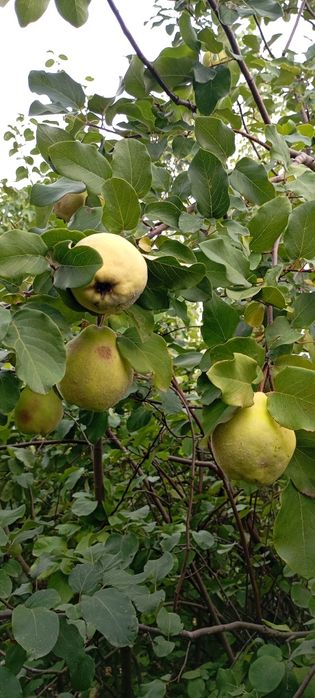 Marmelos biológicos no Porto