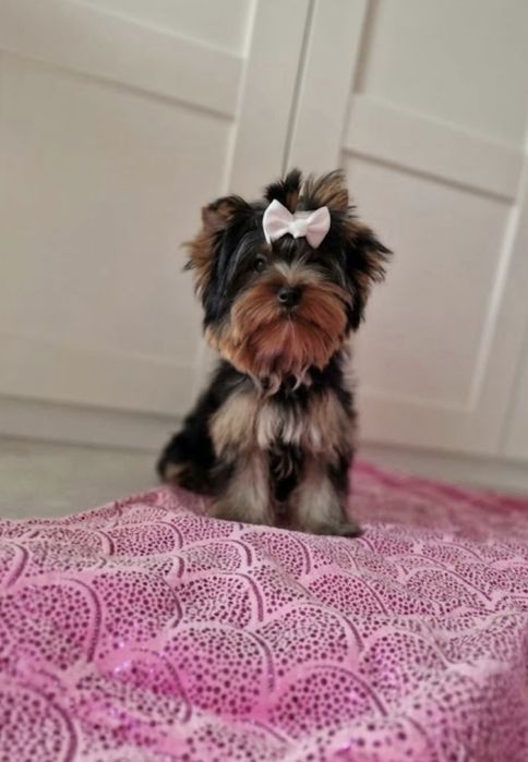 Yorkshire Terrier York FCI ZKwP Piesek