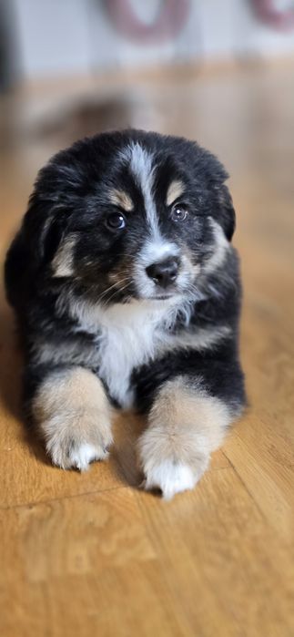 Miniaturowy Owczarek Amerykanski piesek  black  tri