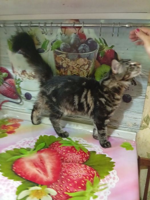 Котёнок Мэйн Куна