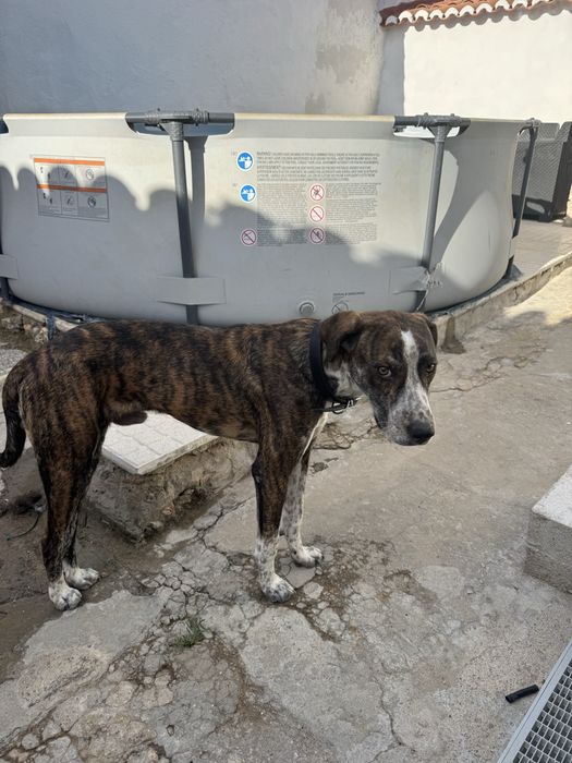 Cão para Adoção!