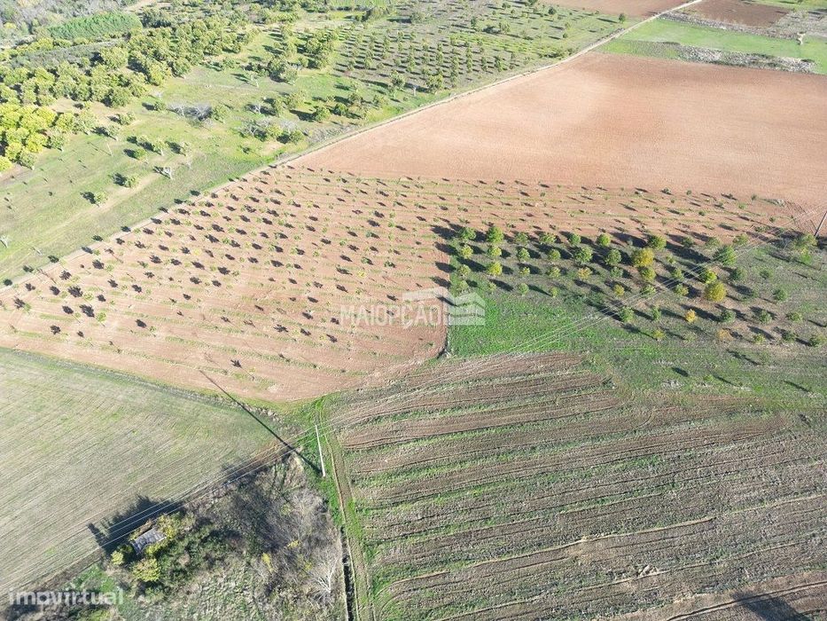 Propriedade C/Plantação de Nogueiras e Castanheiros
