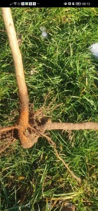 5 sadzonek wiśni bardzo dobra stara odmiana