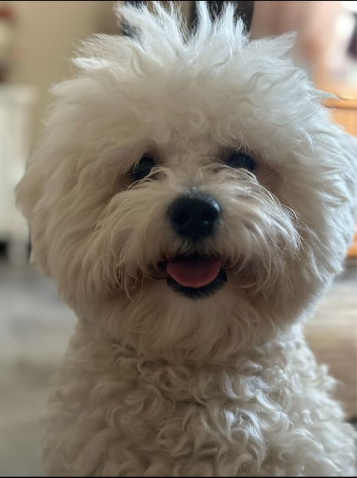 Бішон фрізе вязка