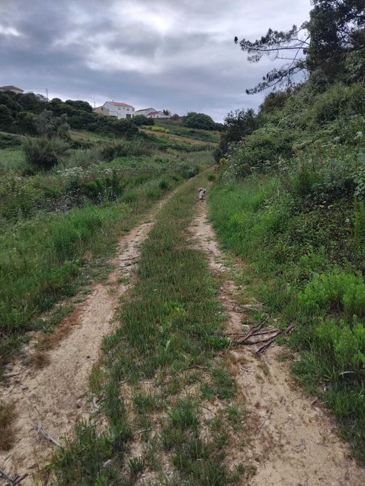 Terrnno rustico, Rustic land for sale ocean view Alcobaca