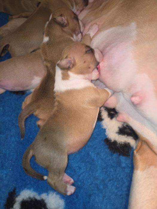 Efektowna Suczka Amstaff American Staffordshire Terrier FCI ZKwP