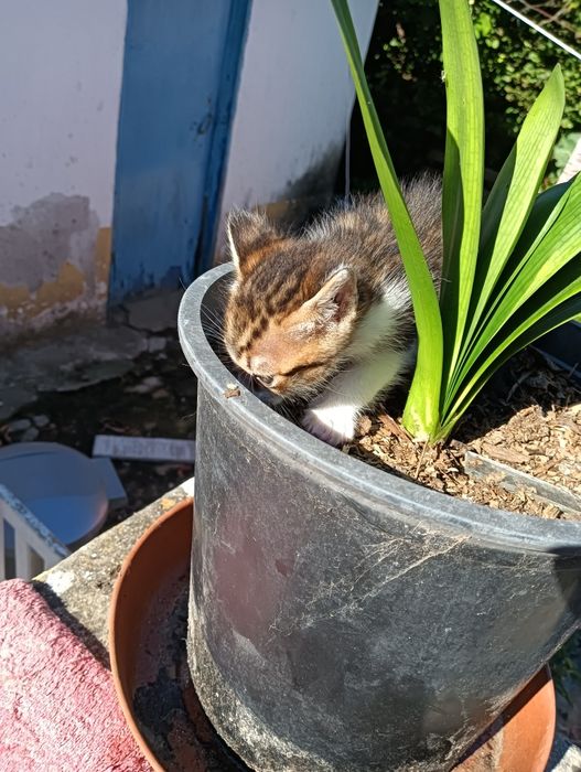 Gatinho bebé tigrado muito meigo para adoção responsável