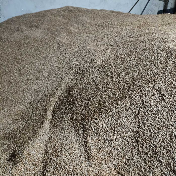 Pszenżyto ozime Rotondo