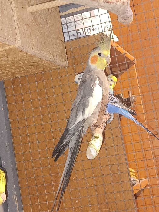 Papuga nimfa oswojona