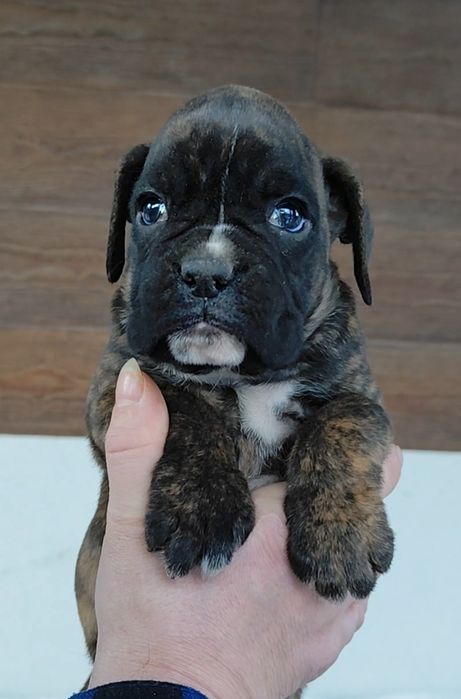 Bokser suczka,gotowa do odbioru