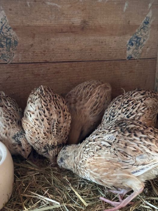 Codornizes de qualidade