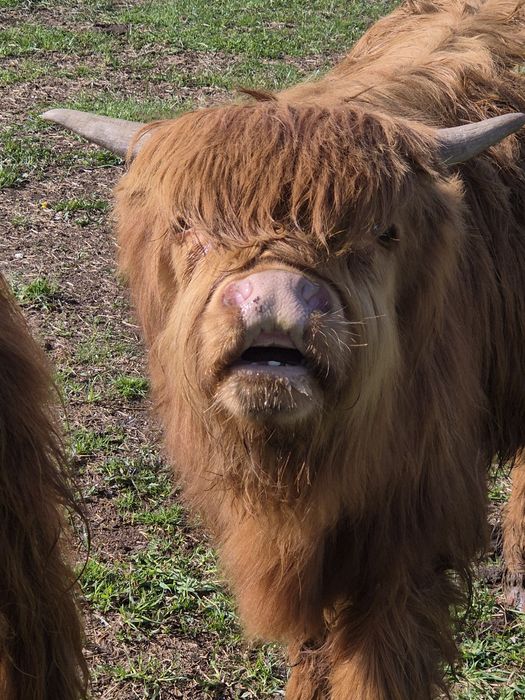 Byczek Highland szuka nowego stada