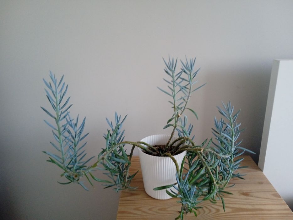 Kwiatek gigant senecio aquarine