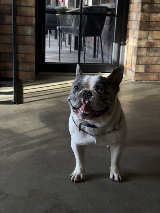 Кобель французкий бульдог ВЯЗКА