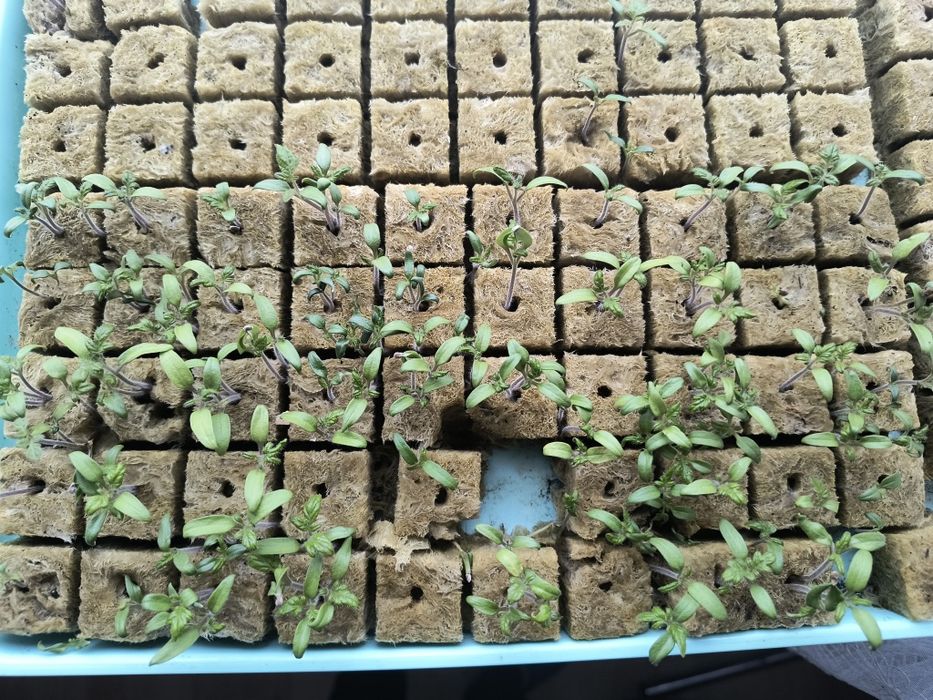 Bloki do sadzonek EcoGrow Rockwool hydroponic 50szt