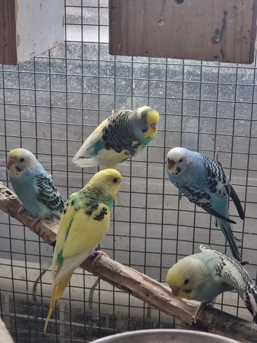 Periquitos australianos