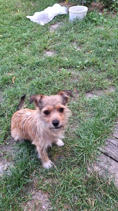 Щенята від дуже маленької собачки