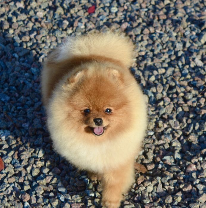 Дівчинка міні 8 місяців