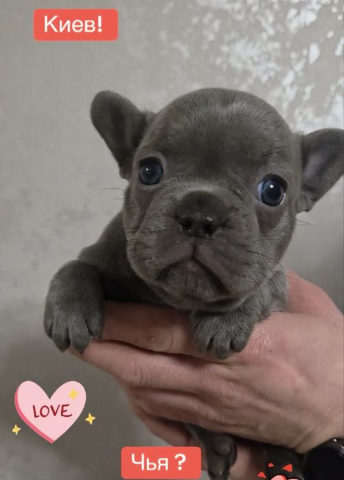 Девочка француского бульдога! Голубая без тигры и белого