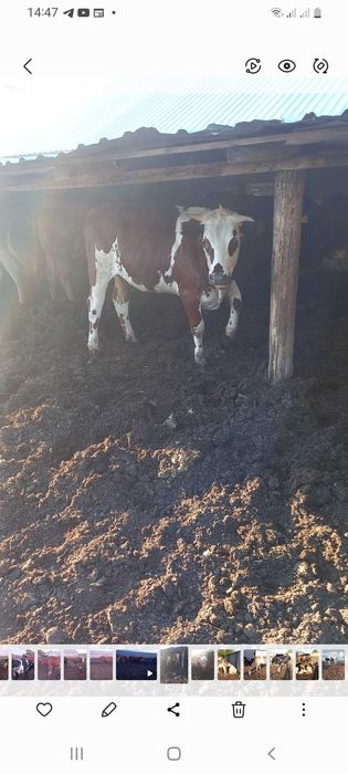 Продам дойное стадо, молодняк больше 80 голов.