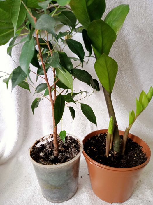 Кімнатний Заміокулькас, фікус Бенджаміна