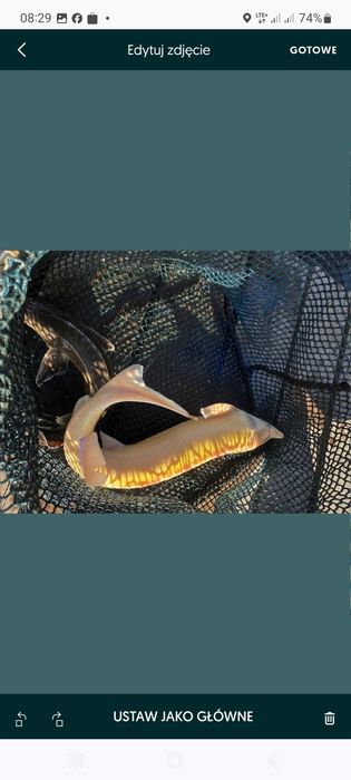 Narybek kroczek jesiotr