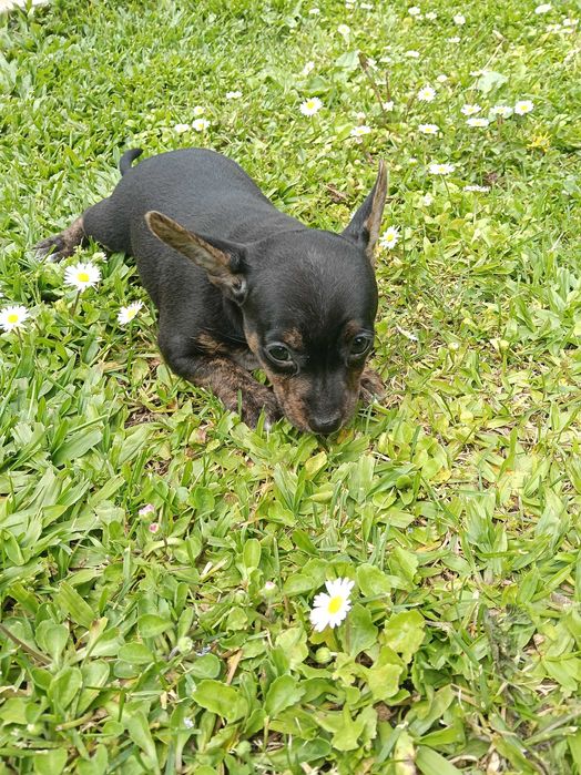 Pinscher menino lindo
