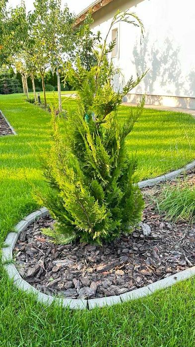 Tuja Żywopłot Cyprysy 'Ivone' - Idealne do Twojego Ogrodu! 100cm