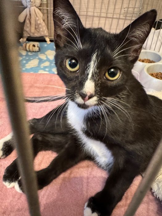 Isia - kotka z krotkim ogonkiem szuka domu