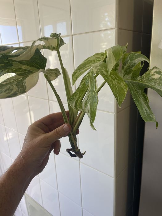 Monstera variagata