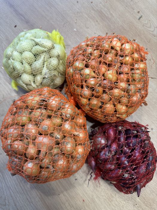 cebulka dymka czerwona czoskowa