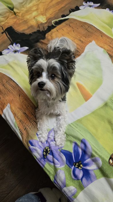 Пепедержка кошек, собак