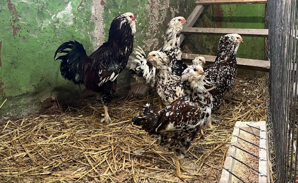 NOWOŚĆ kury Orłowskie jaja lęgowe