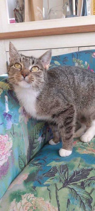 Kotka Miranda szuka domku