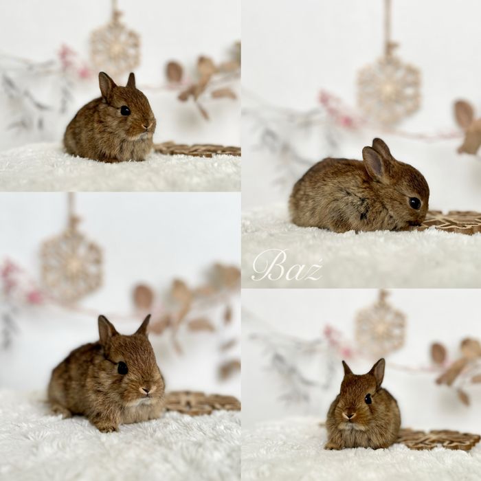 Mini lopki i Karzełki Teddy gotowe do odbioru Czystej rasy