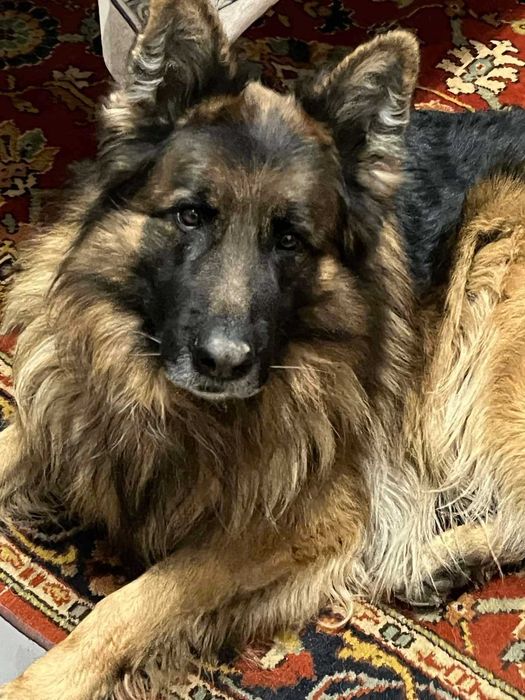 Чистокровний довгошерстний  вівчур для в'язки