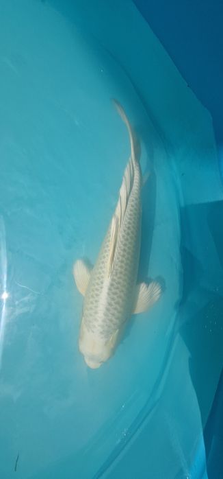 Carpa koi com 32cm