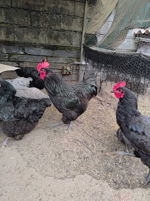 Pintos Jersey Gigante Negros Azuis e Splash