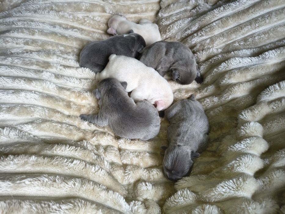 Buldog francuski umaszczenie lilac