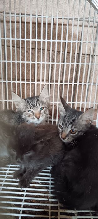 Gatinhos para adoção responsável
