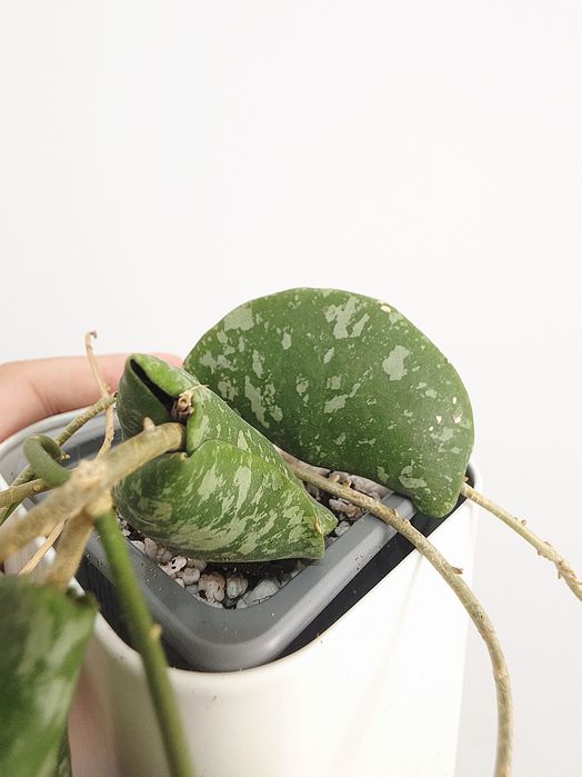 Hoya Imbricata 1